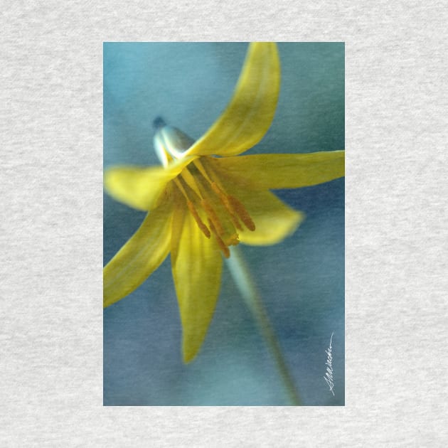 Vermont Trout Lily by srwdesign